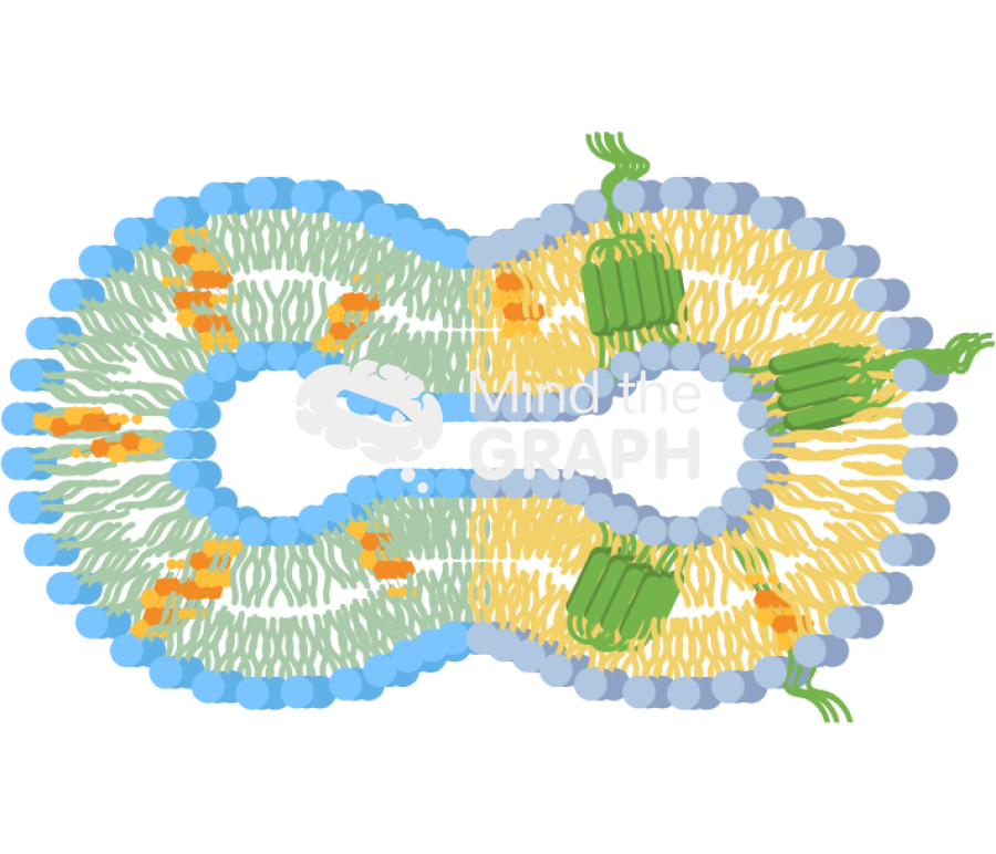 Membrane fusion extrusion Icons, Symbols, Pictures, and Images